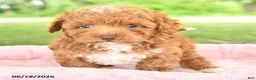Toy Poodle dogs for sale: Abby  - Ad 2