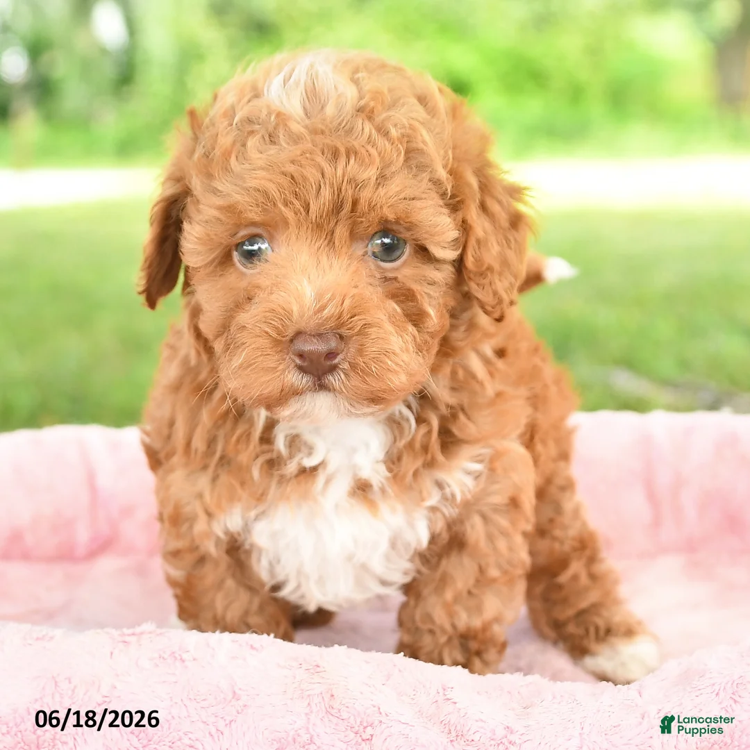 Toy Poodle dogs for sale: Abby  - Ad 2