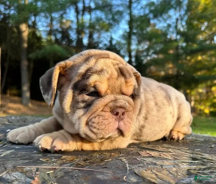 English Bulldog dogs DOLLY - CHOCOLATR TRI MERLE PRINCESS IN HOLLYWOOD - USA DELIVERY - Ad 2