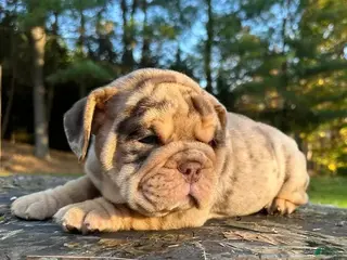 English Bulldog dogs DOLLY - CHOCOLATR TRI MERLE PRINCESS IN HOLLYWOOD - USA DELIVERY - Ad 2