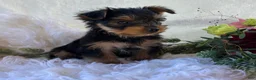 Yorkshire Terrier dogs for sale: DR Pepper - Ad 8