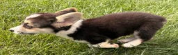Welsh Corgi Pembroke dogs for sale: Floyd - Ad 5