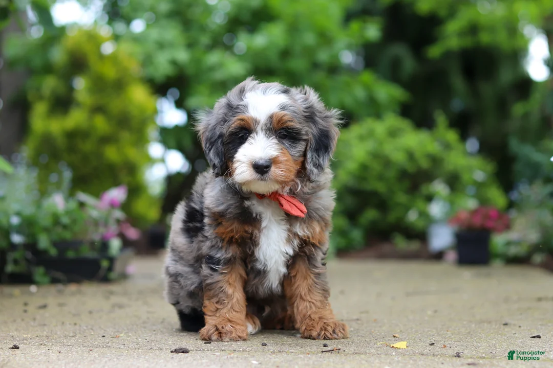 Mini Bernedoodle dogs for sale: Brody - Ad 1