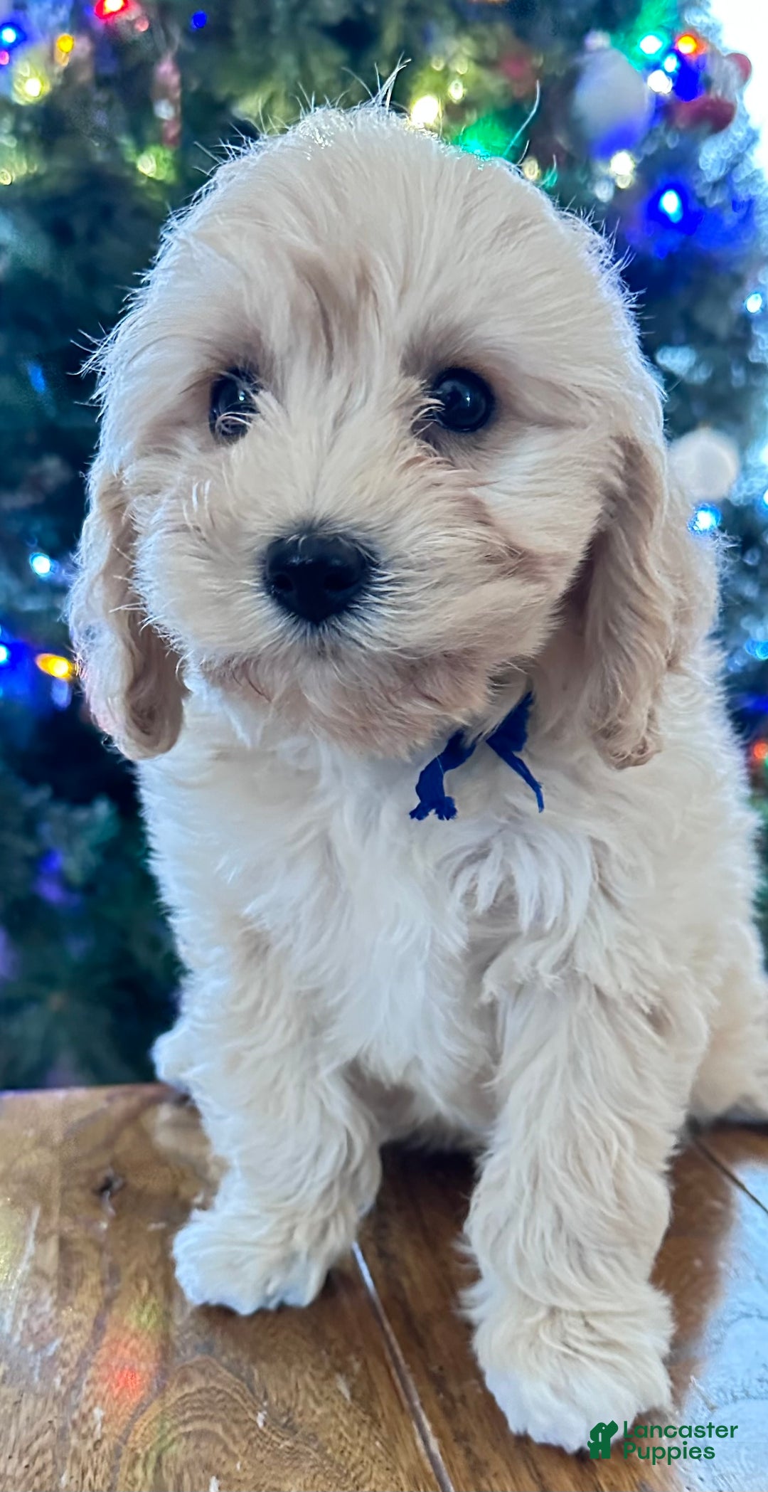 Cavachon dogs for sale: Duffy - Ad 3
