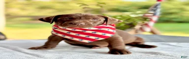Labrador Retriever 3