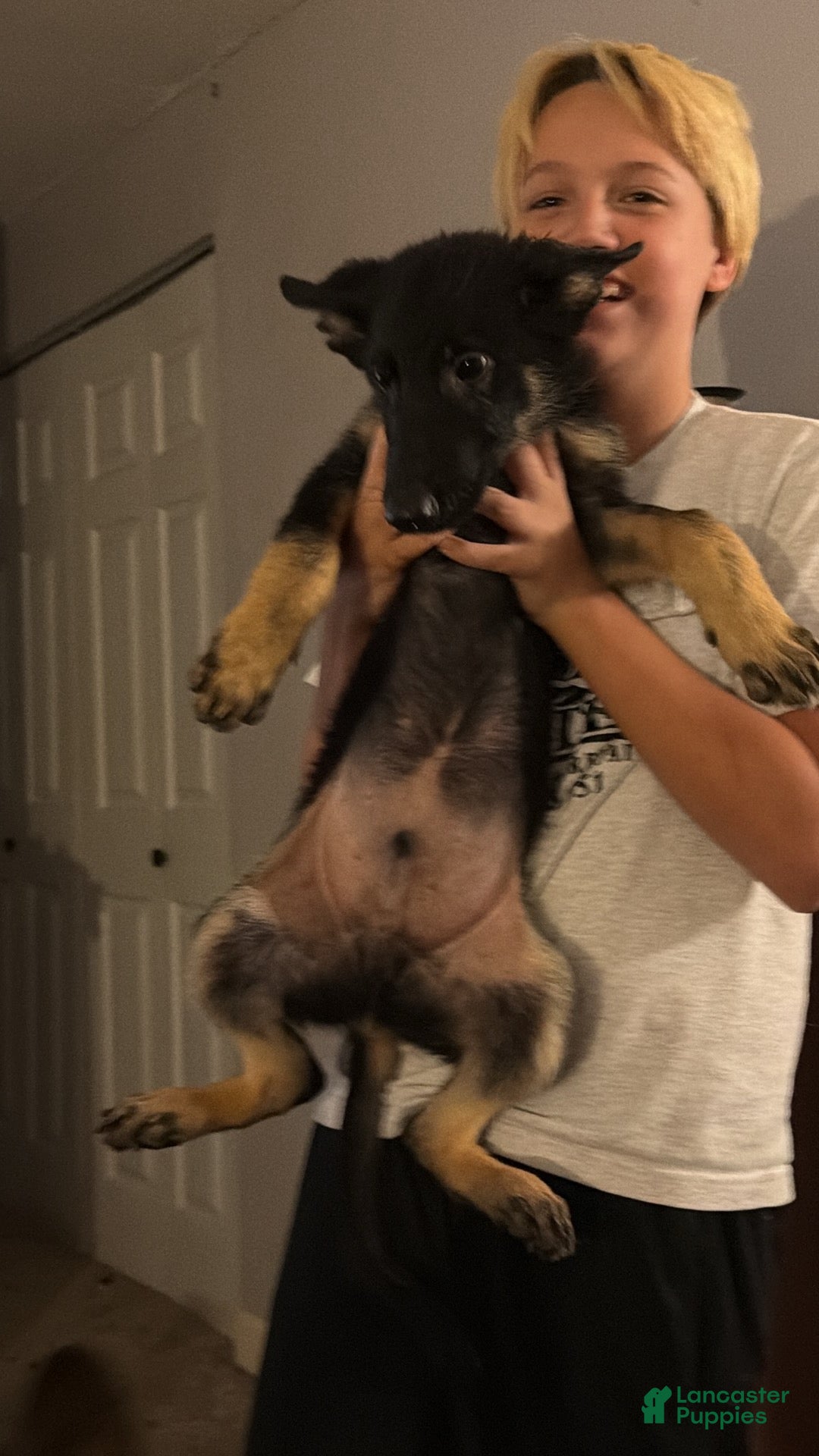 German Shepherd dogs German Shepherd 1 - Ad 7