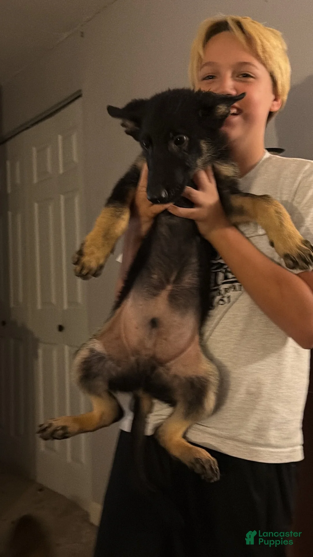 German Shepherd dogs for sale: German Shepherd 1 - Ad 1
