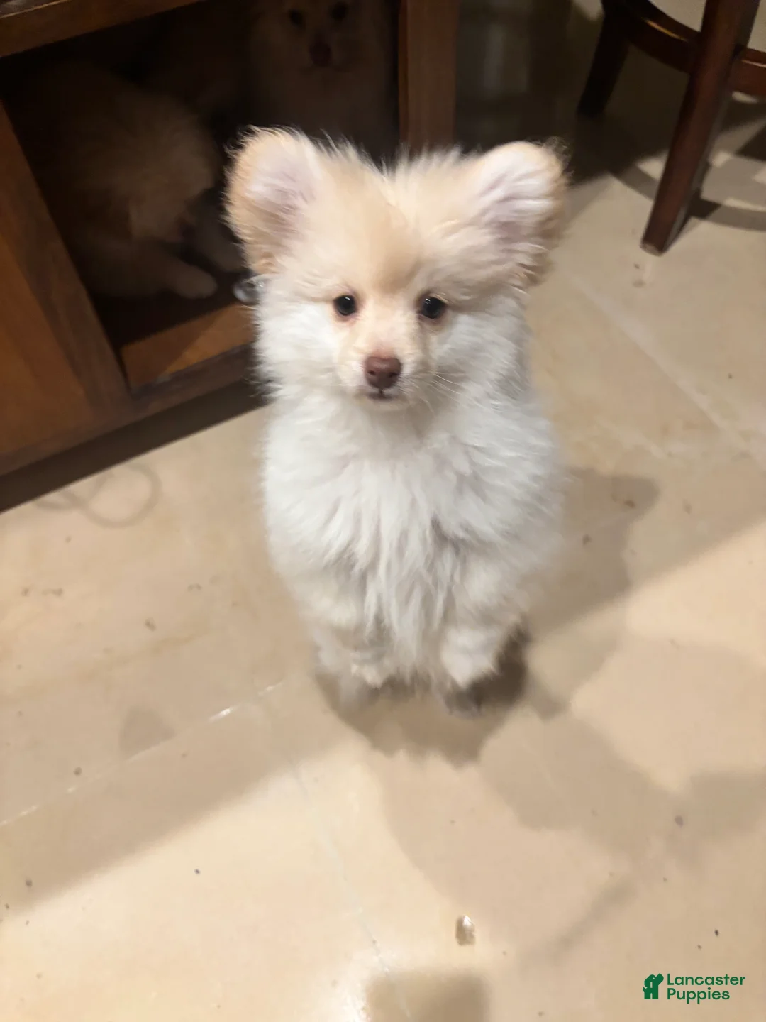 Mixed Breed dogs for sale: Mixed Breed Puppy 1 - Ad 3