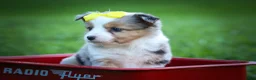 Mixed Breed dogs for sale: Gabby💕 - Ad 6