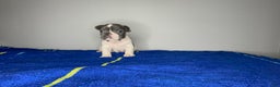 French Bulldog dogs for sale: French Bulldog Puppy 3 - Ad 4