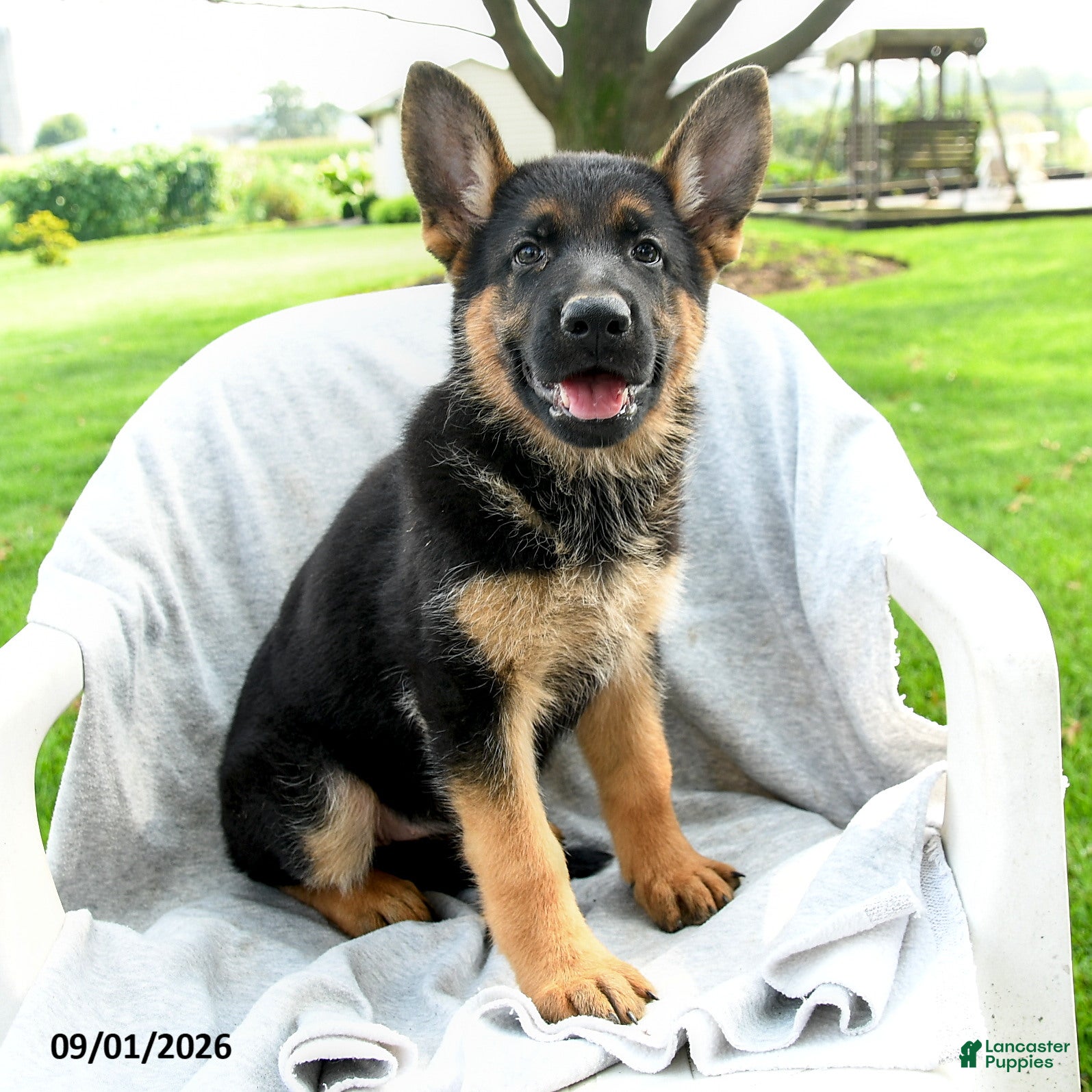 German Shepherd dogs Desi  - Ad 1