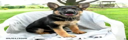 German Shepherd dogs for sale: Desi  - Ad 1