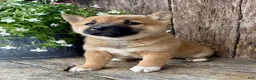 Shiba Inu dogs for sale: Olive - Ad 3
