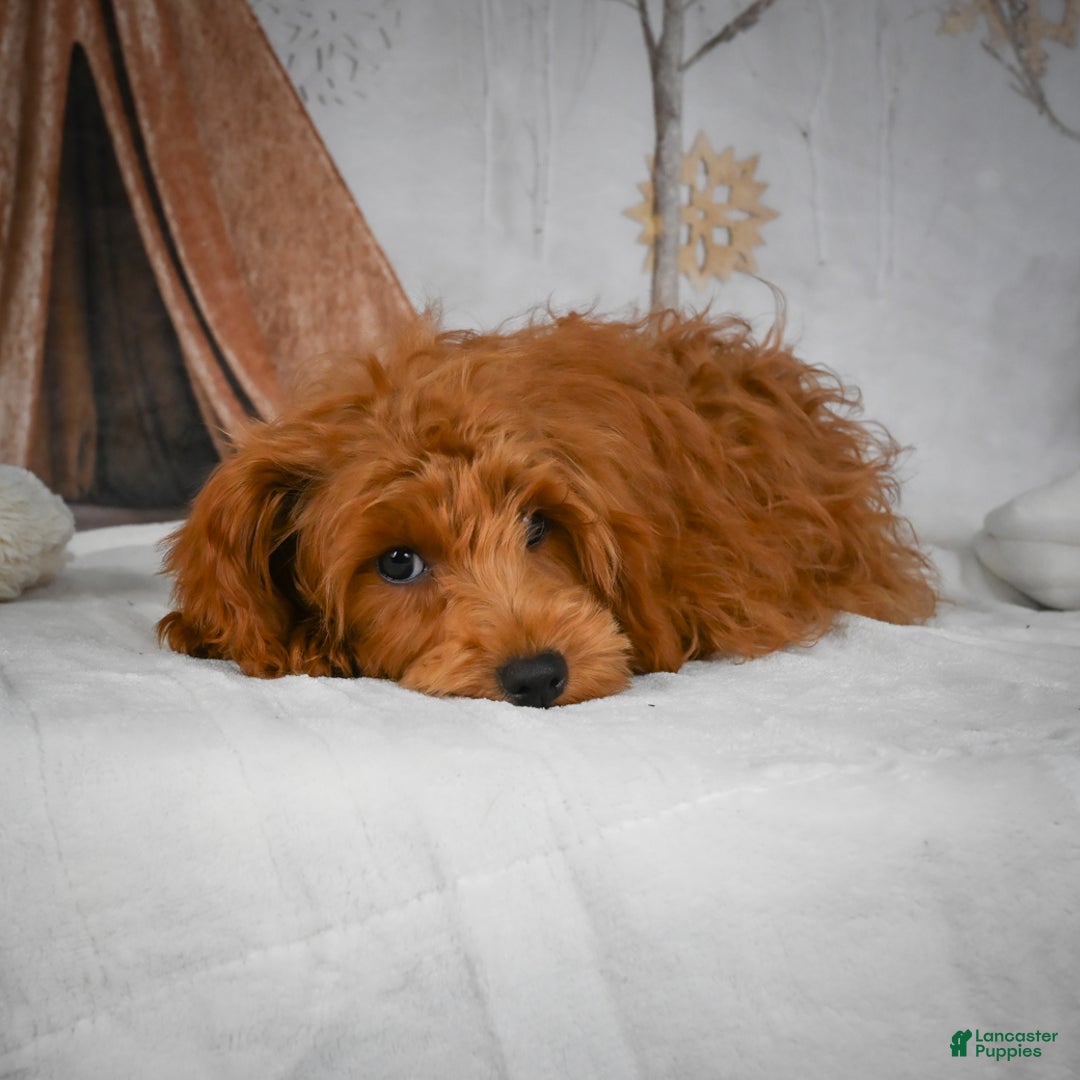 Mini Goldendoodle dogs for sale: Rita - Ad 10