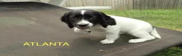 English Springer Spaniel dogs for sale: Titan - Ad 6