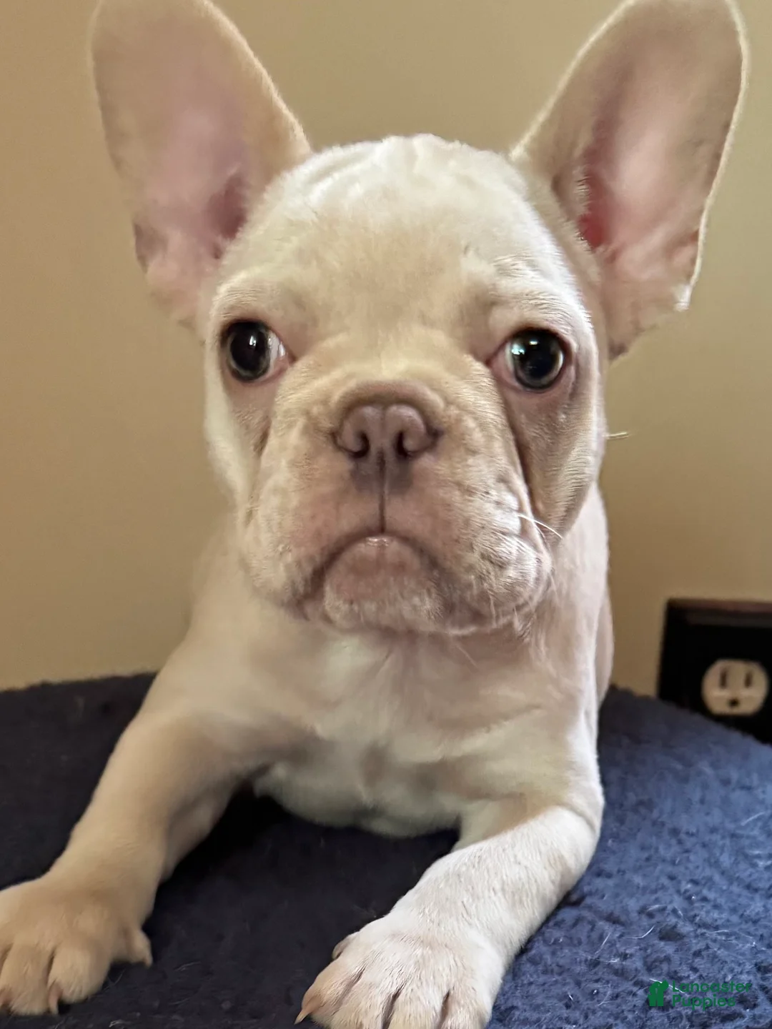 French Bulldog dogs for sale: French Bulldog 1 - Ad 1