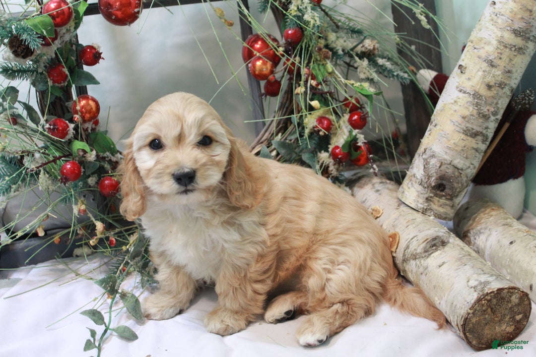 Cavachon dogs for sale: Snowball - Ad 13