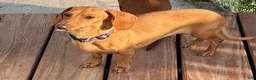Miniature Dachshund dogs for sale: Miniature Dachshund Puppy 1 - Ad 3