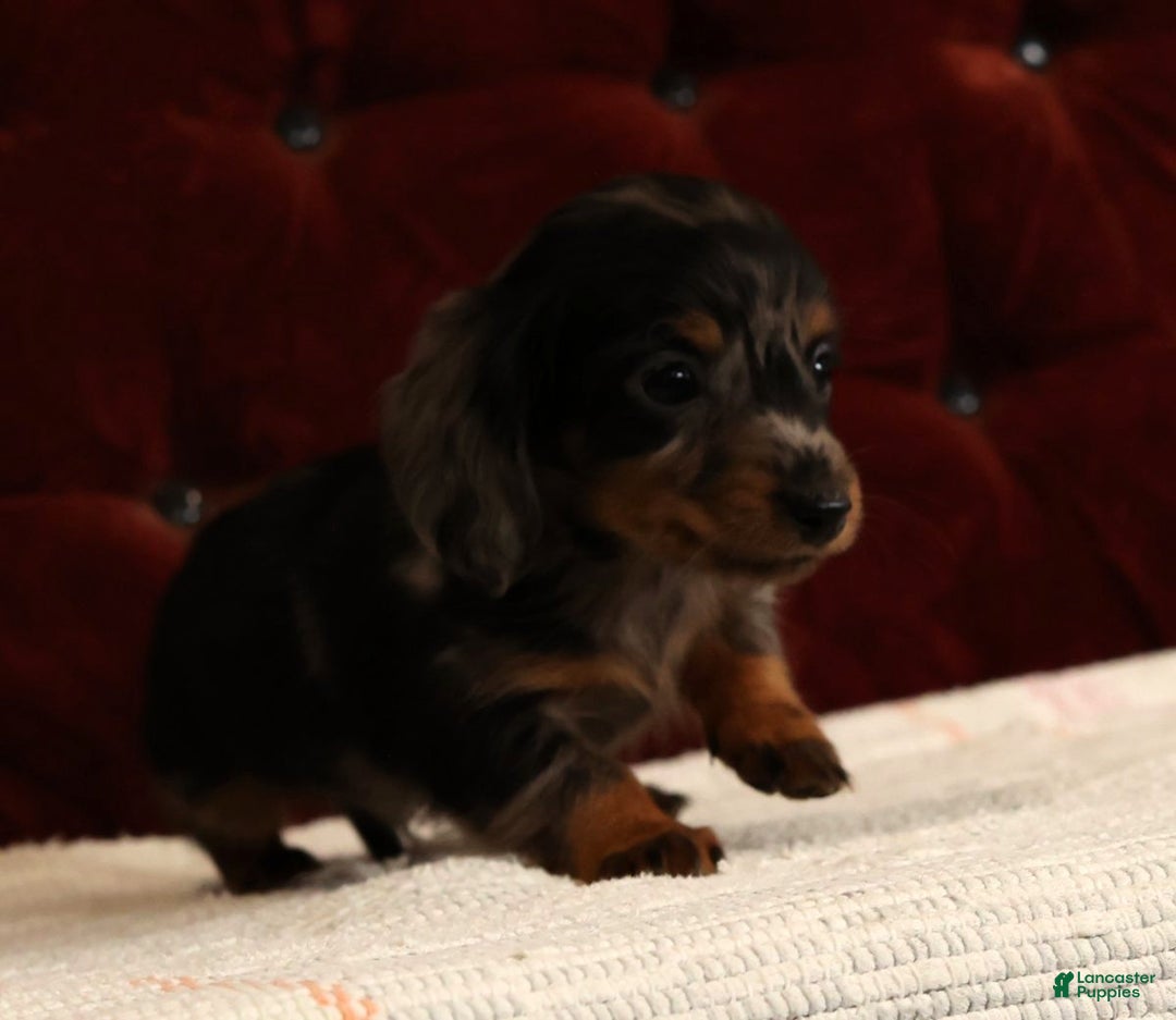 Miniature Dachshund dogs for sale: Korey - Ad 9