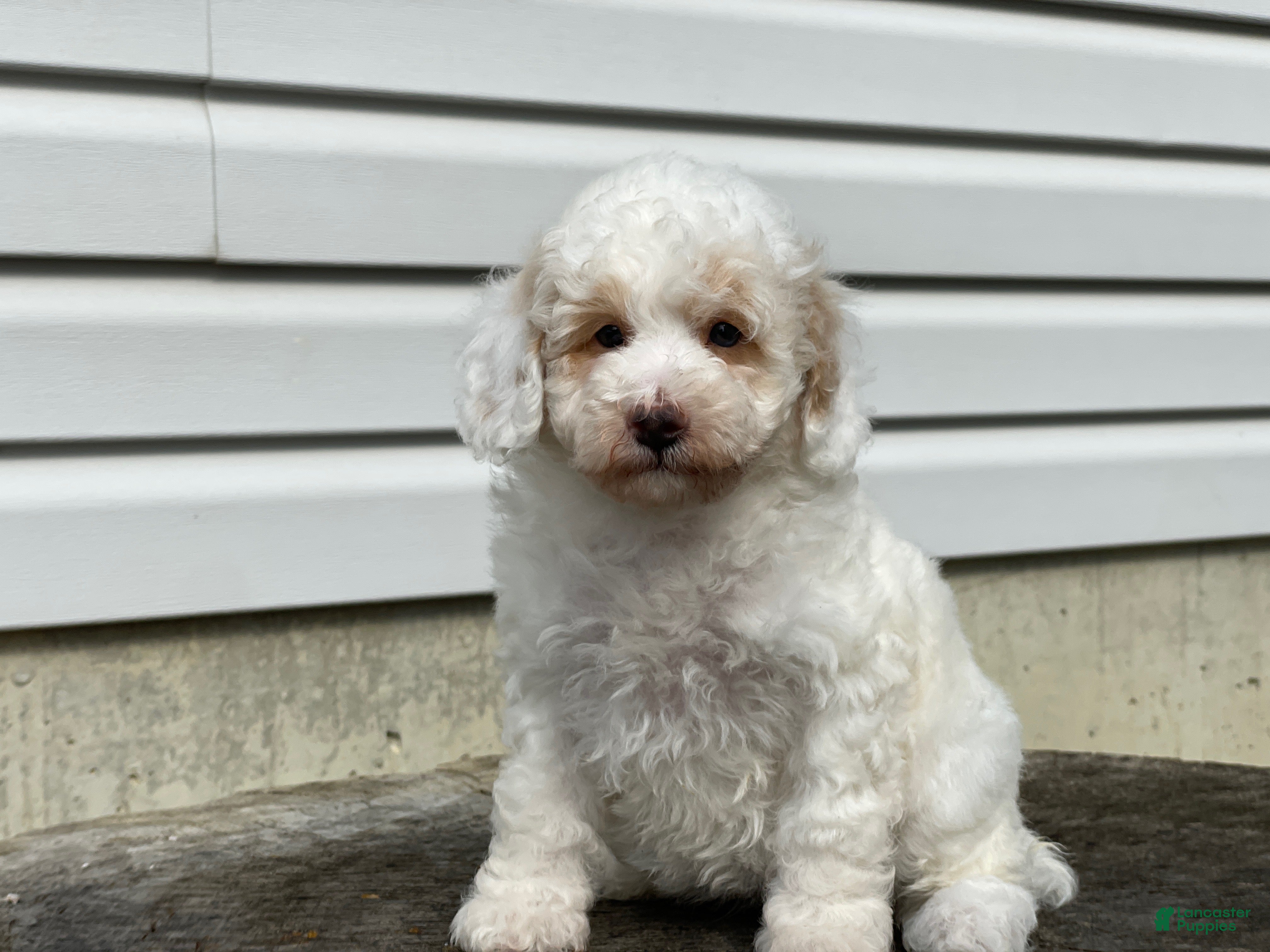 Miniature Poodle dogs Dakota Miniature Poodle  - Ad 2