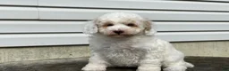 Miniature Poodle dogs for sale: Dakota Miniature Poodle  - Ad 2