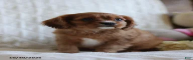 Otto