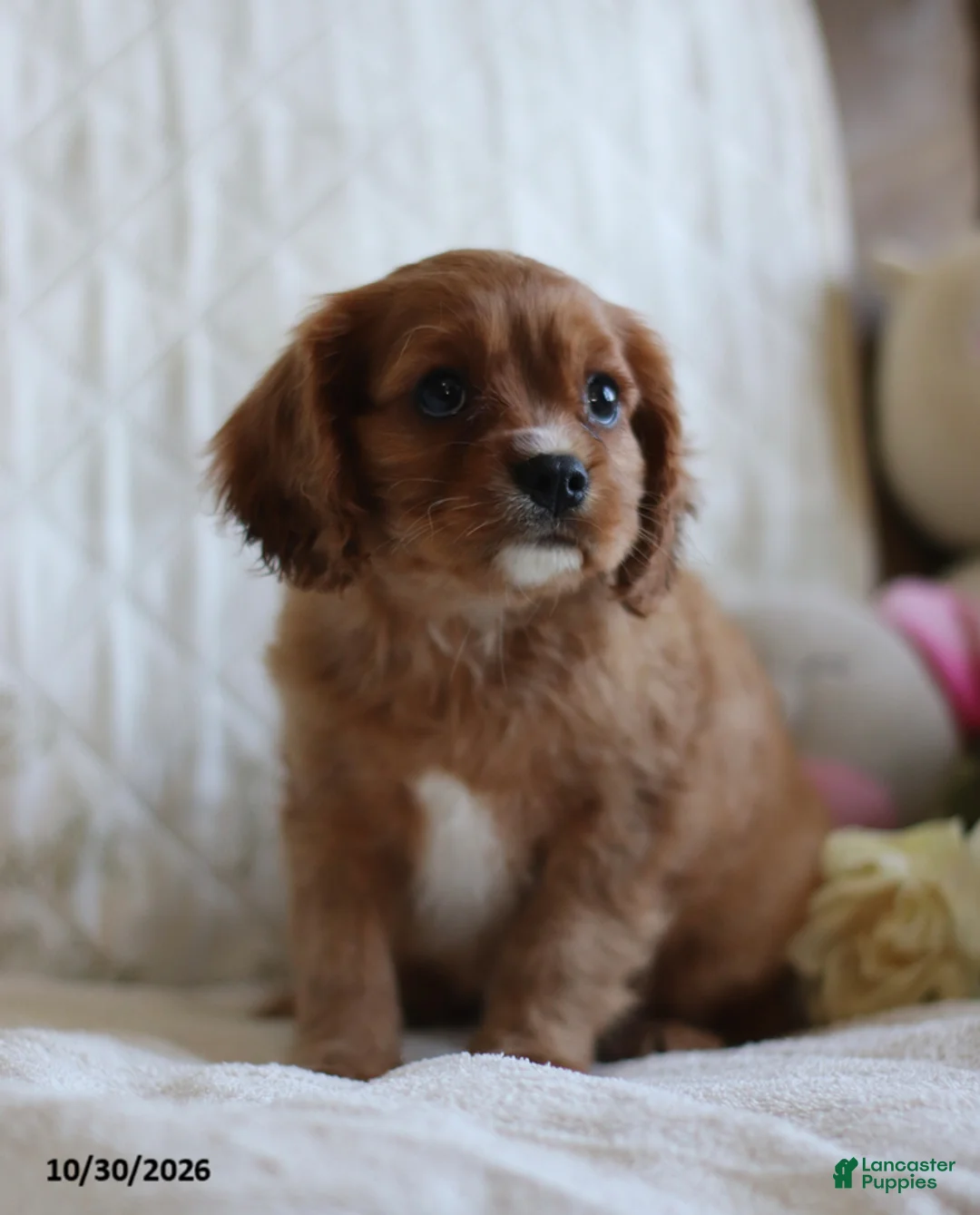 Cavalier King Charles Spaniel dogs for sale: Otto - Ad 1