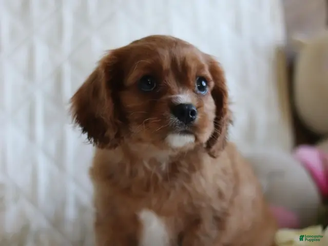 Cavalier King Charles Spaniel dogs for sale: Otto - Ad 1