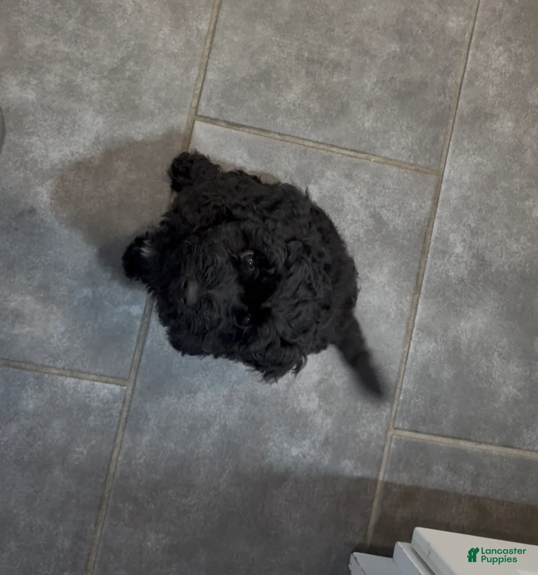 Miniature Poodle dogs for sale: Pinky - Ad 2