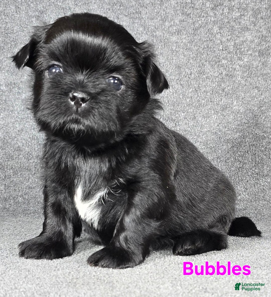 Shih Tzu dogs for sale: Bubbles - Ad 1