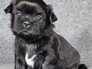 Shih Tzu dogs Bubbles - Ad 7