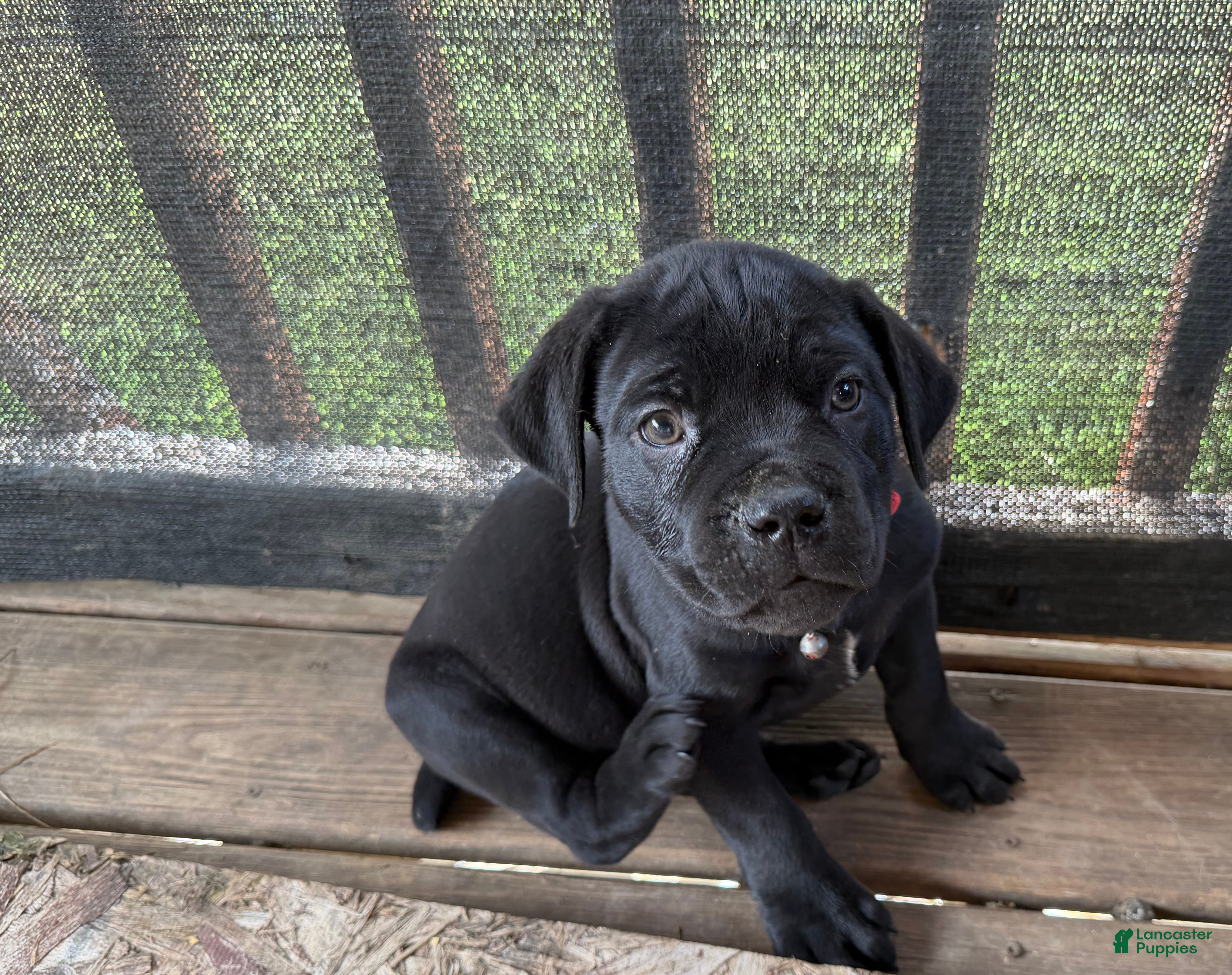Cane Corso dogs Lemongrab - Ad 1