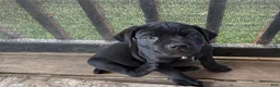 Cane Corso dogs for sale: Lemongrab - Ad 1
