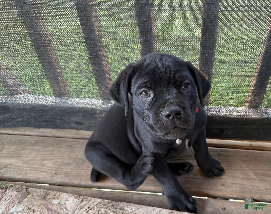 Cane Corso dogs for sale: Lemongrab - Ad 1