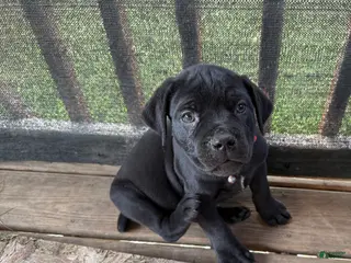 Cane Corso dogs for sale: Lemongrab - Ad 4