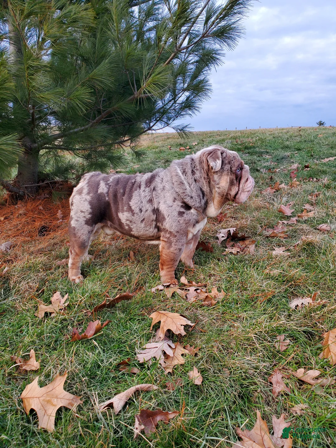 English Bulldog dogs for sale: English Bulldog Puppy 1 - Ad 2