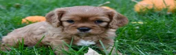 Cavalier King Charles Spaniel dogs for sale: Vincent - Ad 3