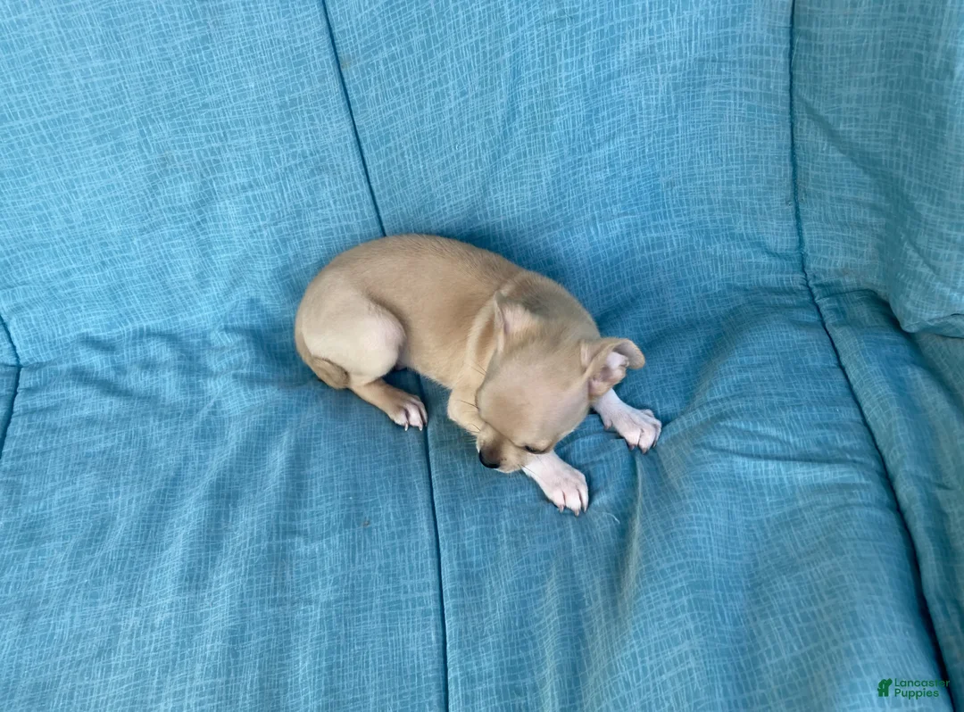 Chihuahua dogs for sale: Henry  - Ad 2