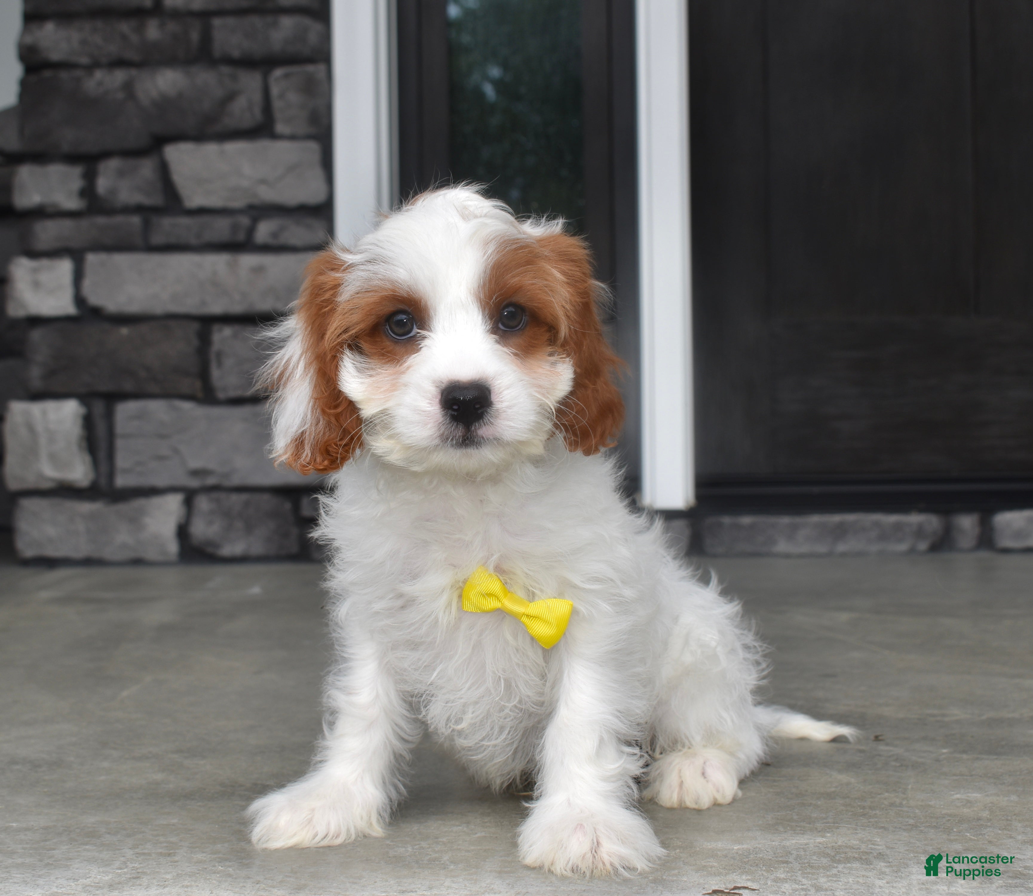 Cavapoo dogs Brody - Ad 1