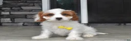 Cavapoo dogs for sale: Brody - Ad 1