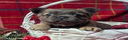 French Bulldog dogs for sale: Abby FLUFFY - Ad 6