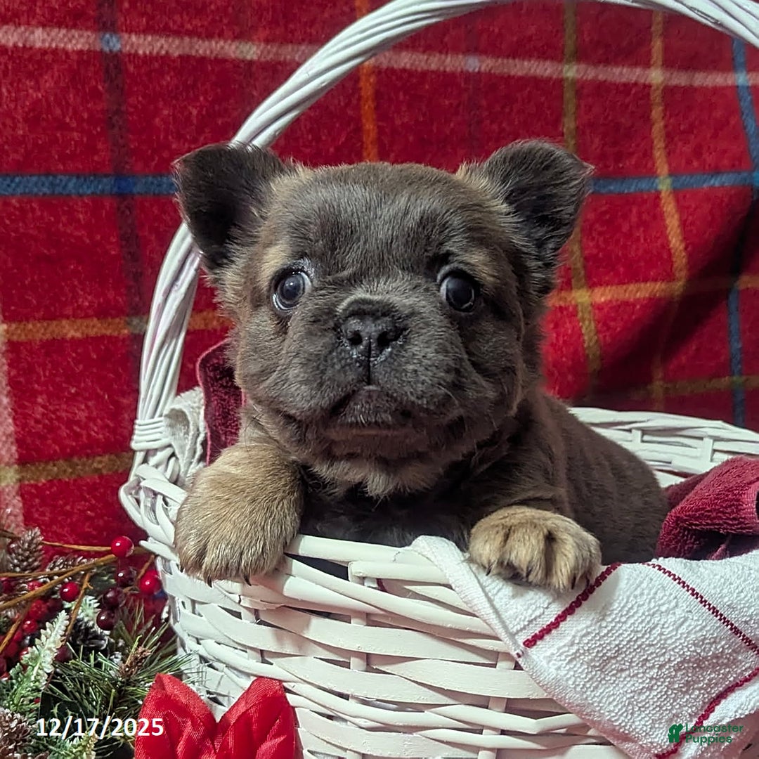 French Bulldog dogs for sale: Abby FLUFFY - Ad 6