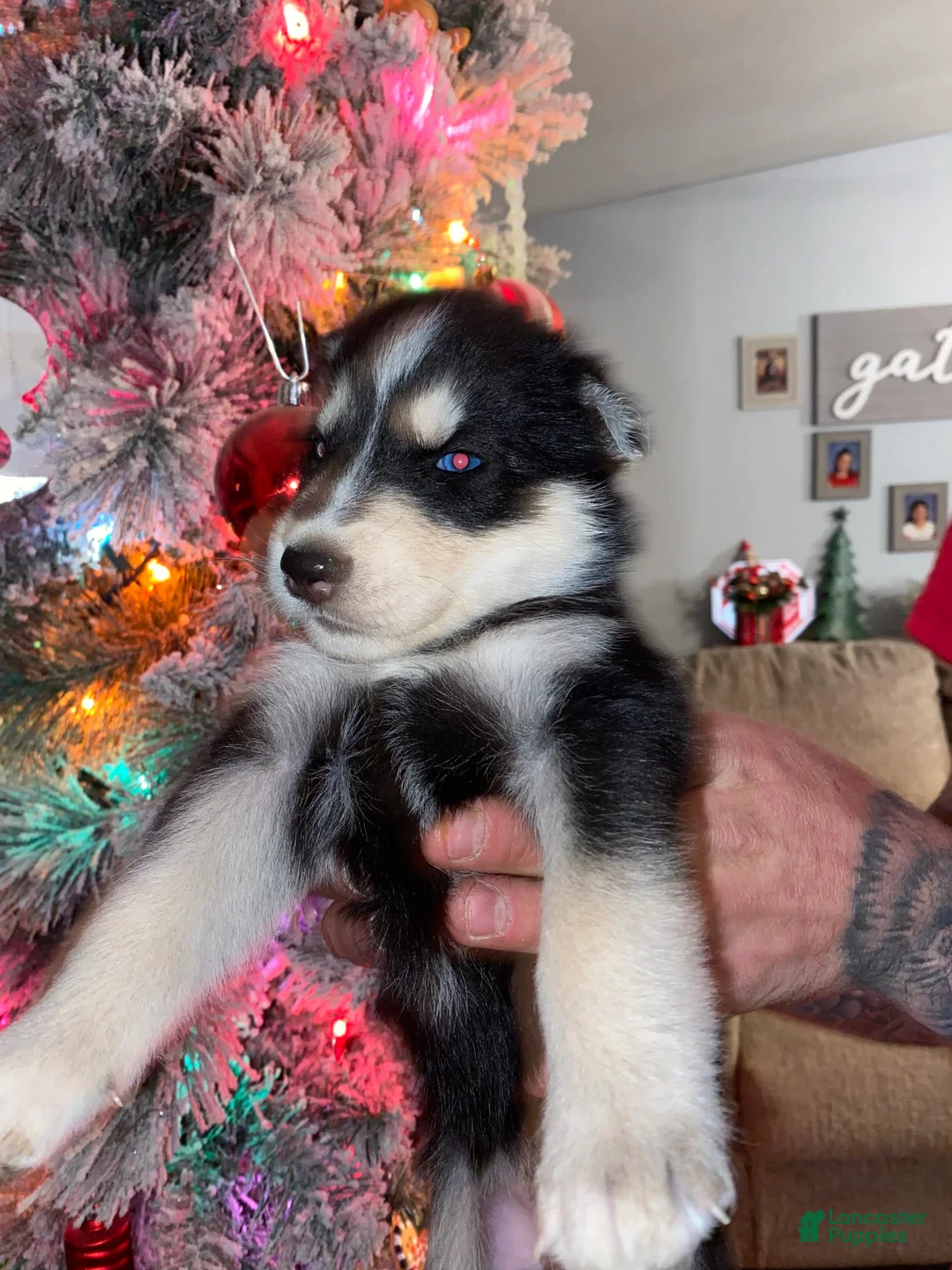 Gallery Image {{count}}