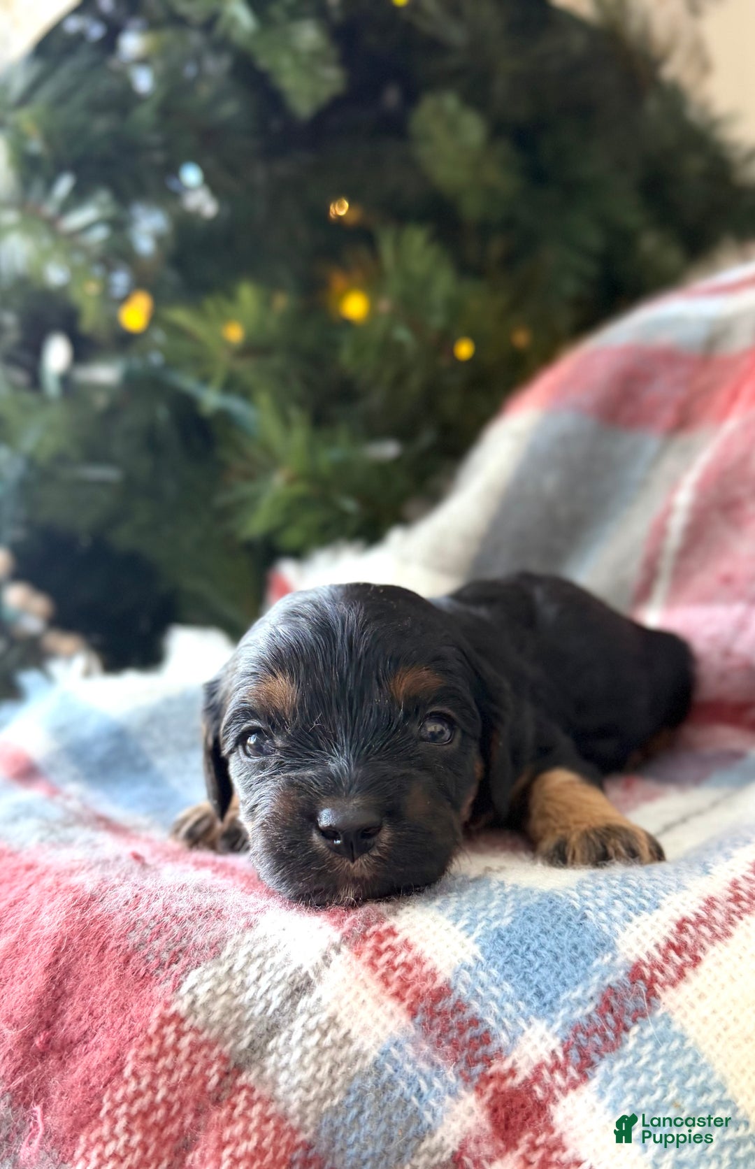 Cavapoo dogs for sale: Joy - Ad 2