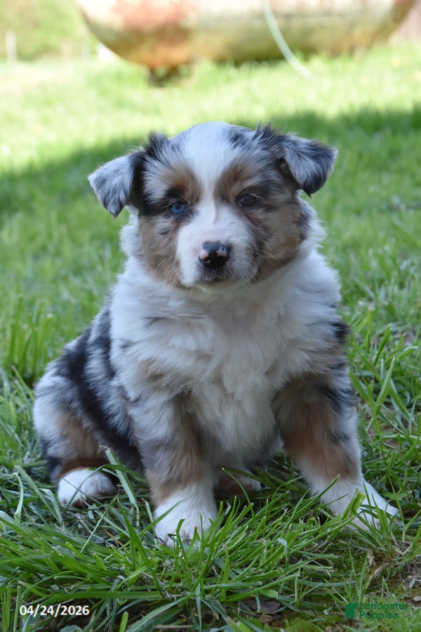 Miniature Australian Shepherd dogs Strawberry - Ad 1