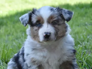 Miniature Australian Shepherd dogs for sale: Strawberry - Ad 2