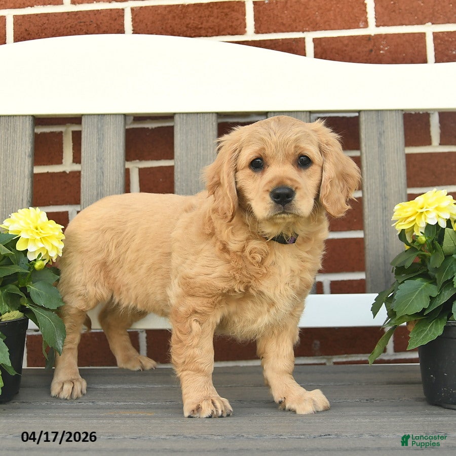 Miniature Golden Retriever dogs Lizzy - Ad 1