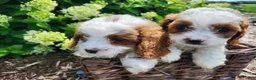 Cavapoo dogs for sale: Ralph  - Ad 5
