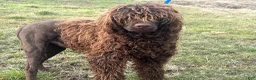 Portuguese Water Dog dogs for sale: Madelyn - Ad 13