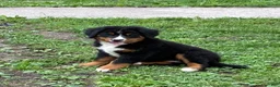Bernese Mountain Dog dogs for sale: Bernese Mountain Dog Puppy 3 - Ad 3